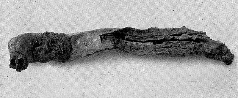 Trunk of Sanga-Yuryakh Mammoth