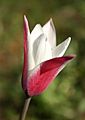 Tulipa Clusiana Peppermintstick