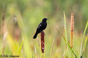 Unicoloured Blackbird (Agelasticus cyanopus) (Male)