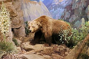 Ursus arctos californicus, Santa Barbara, Natural History Museum.jpg