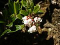 Vaccinium vitis-idaea (flowering)