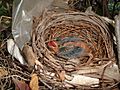 Week Old Northern Cardinal in its nest