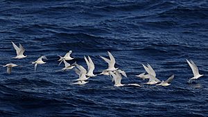 White-fronted Terns (36536505676)