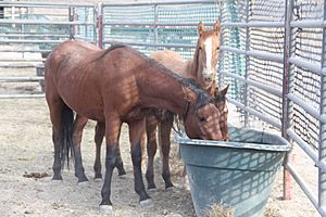 Wild horses drinking water at temporary holding (8058439189)
