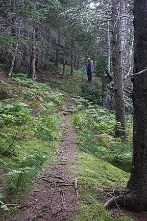 Wilkie Sugar Loaf Trail climbing along mountain ridge.