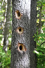 WoodpeckerHoles