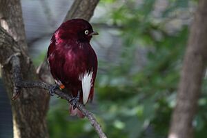 Xipholena punicea -Miami Metrozoo -male-8a