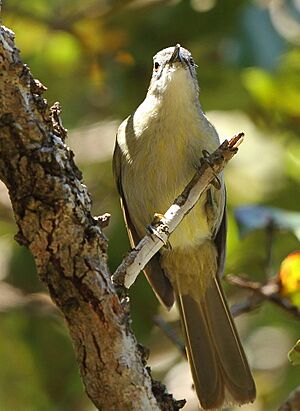 Yellow-streaked Greenbul (or Yellow-streaked Bulbul), Phyllastrephus flavostriatus at Agatha Plantation, Tzaneen, South Africa (14514856808).jpg