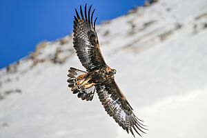 016 Wild Golden Eagle in flight at Pfyn-Finges (Switzerland) Photo by Giles Laurent