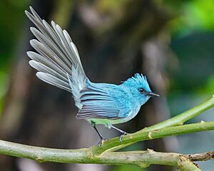 020 African blue flycatcher at Kibale forest National Park Photo by Giles Laurent.jpg