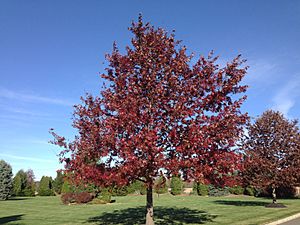 2014-11-02 14 15 16 Scarlet Oak foliage during autumn on Hunters Ridge Drive in Hopewell Township, New Jersey.jpg