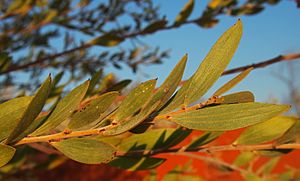 2 Acacia stipuligera foliage