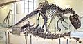 AMNH Allosaurus