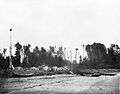 Abandoned Haida village of Dadens on Langara Island, British Columbia (268)