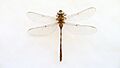 Acanthaeschna victoria (39738567482)