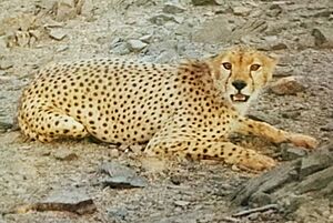 Acinonyx jubatus ssp. hecki in Idlès 1.jpg