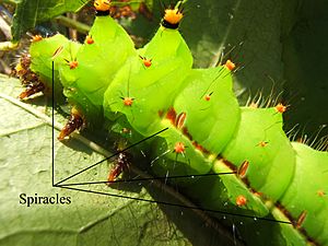 Actias selene 5th instar spiracles sjh