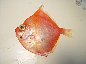 Adult boarfish (Antigonia capros).jpg