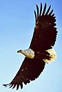 African fish eagle flying cropped.jpg
