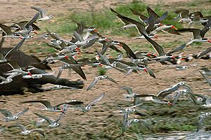African skimmers