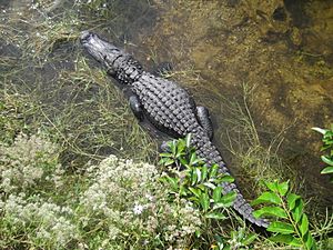 Alligator in Big Cypress National Preserve