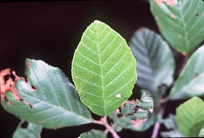 Alnus serrulata leaves