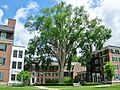 American Elm, Dartmouth College, Hanover, NH (June 2015)