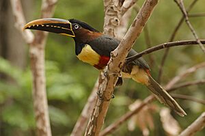 Aracari Castanho.jpg