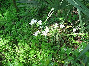 Atamasco lilies blooming near the entrance to the caves at Florida Caverns State Park