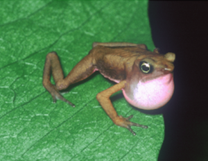Atelopus franciscus with internal vocal sac - journal.pone.0022080.g001A