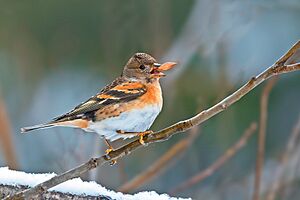 BRAMBLING