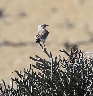 Barlow's Lark-2906 - Flickr - Ragnhild & Neil Crawford (cropped).jpg