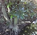 Barringtonia racemosa roots enhanced