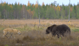 Bear and Wolf meet at the swamp 4K HDR 12