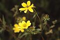 Bidens aristosa 3