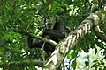 Black-shanked douc