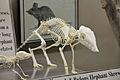 Black and Rufous Elephant Shrew skeleton
