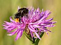 Bombus lapidarius - Centaurea jacea - Keila