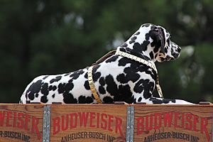 Budweiser Clydesdale Dalmatian