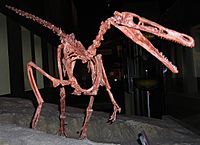 Buitreraptor skeleton1