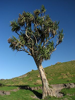 Tall tree on a green hillside. The tree has a bare trunk and a round head with spiky leaves