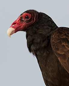 Cathartes aura -Florida -USA -upper body-8