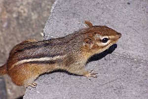 Chipmunk Eastern1