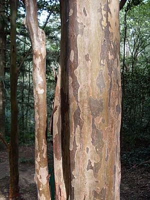 Choricarpia subargentea - bark.JPG