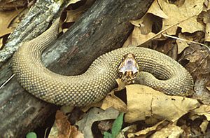 Cottonmouth Snake, Gaping