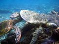 Courtship of green turtles