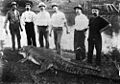 Crocodile shot in the Logan River near Logan Village, Queensland, 1905