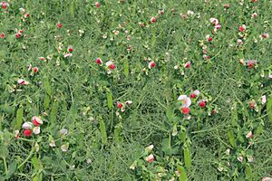 Crop of peas - geograph.org.uk - 8067428