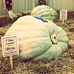 Cucurbita maxima Citrouille géante de 1.014 livres.jpg