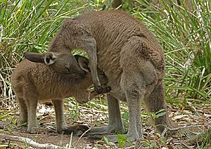 Eastern Grey Kangaroo Feeding edited